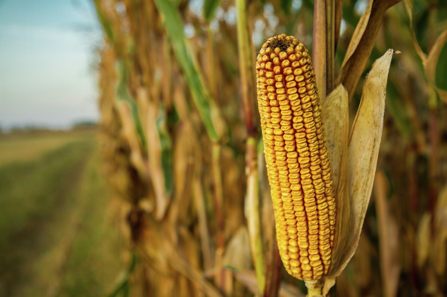 EPA approves Syngenta's Acuron Flexi herbicide - Agweek | #1 ...