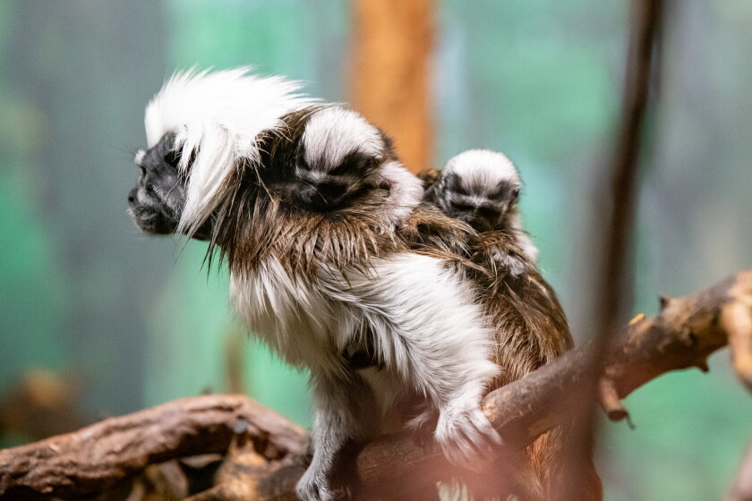 Monkey Repoduction Lake Superior Zoo welcomes twin monkey babies - Duluth News Tribune ...