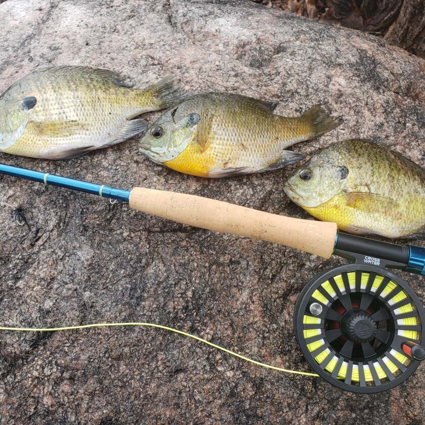 Kurtis bluegills.jpg