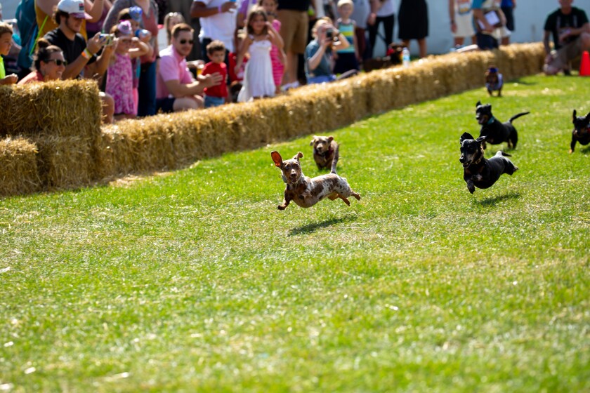 Several dachshunds race across a grassy field.
