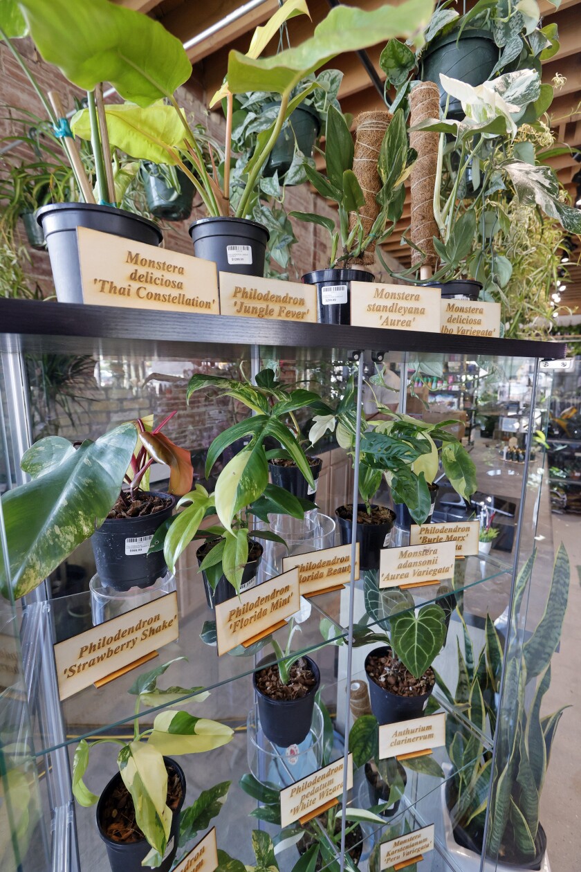 062822.B.FF.BOTANICALBROTHERS