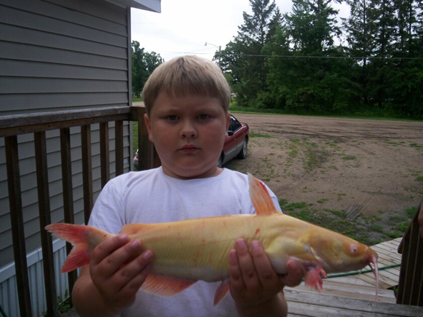 Kylar Violette catfish