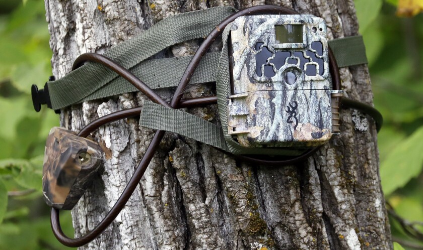 Study to use trail cameras for research on northern Minnesota deer ...