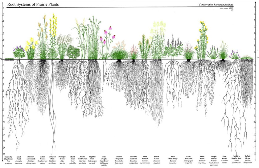 Minnesota 218 Roots Your yard matters. Adding native plants builds a healthy ecosystem ...