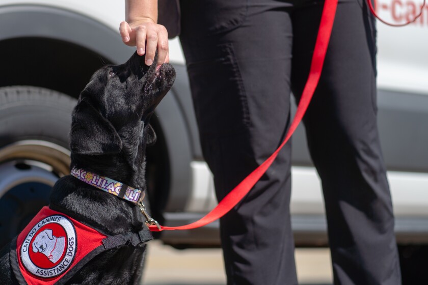 Service Dog providing assistance in the year 2022