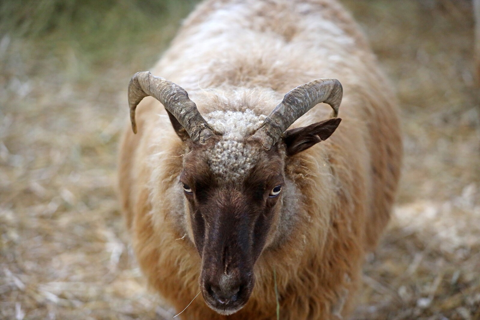 Animals at the Crow Wing Viking Festival