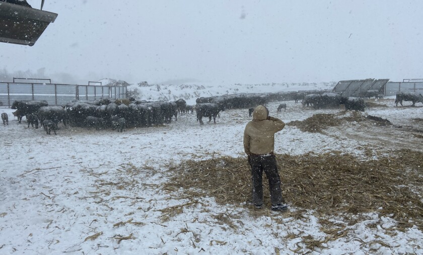 Maier Ranch partners monitored cattle in a 20-acre circle they called "Fort Maier" during Blizzard Haley.