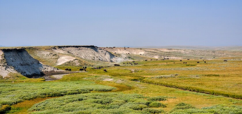 Bison herd in Yellowstone.jpg
