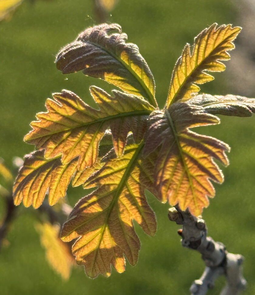 Burr Oak In Fall Blooming colors - Jamestown Sun | News, weather, sports from Jamestown ...