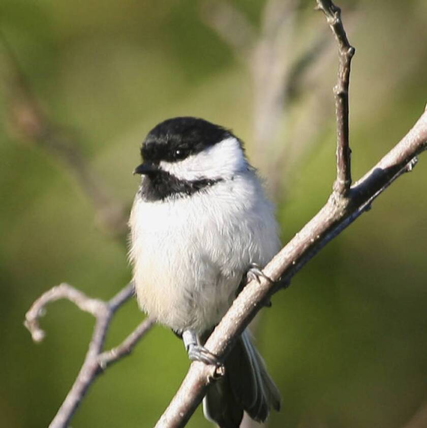 Chickadee