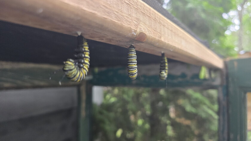 Three of Scarfino's caterpillars in J formation, the precursor to a chrysalis in the butterfly coming-of-age process.