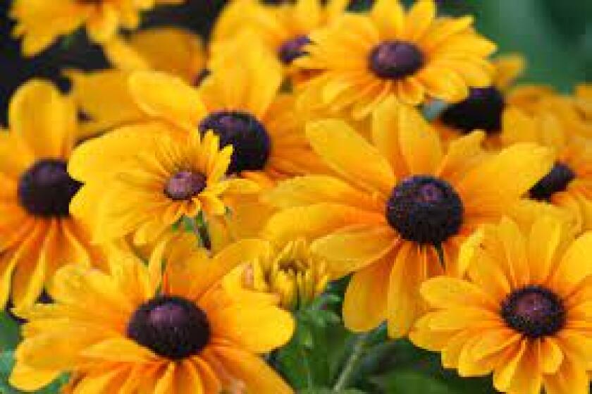 black eyed susan plants