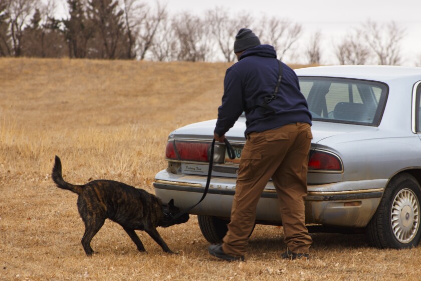 K9_3.jpg