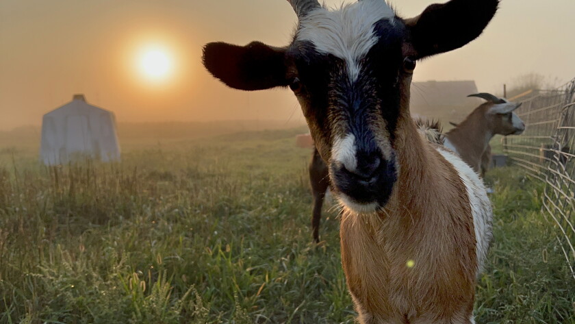 Kenneth Many Goats Kenneth family bought fainting goats for the laughs, then turned it ...