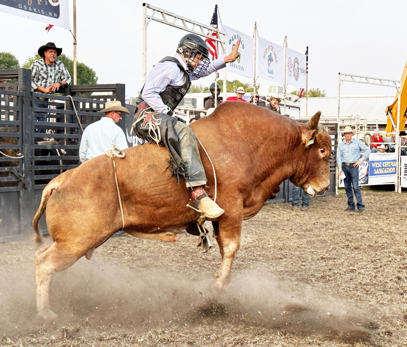 First Bull Riding Event Bull riding in Osakis draws big crowd w/video - Alexandria Echo Press ...