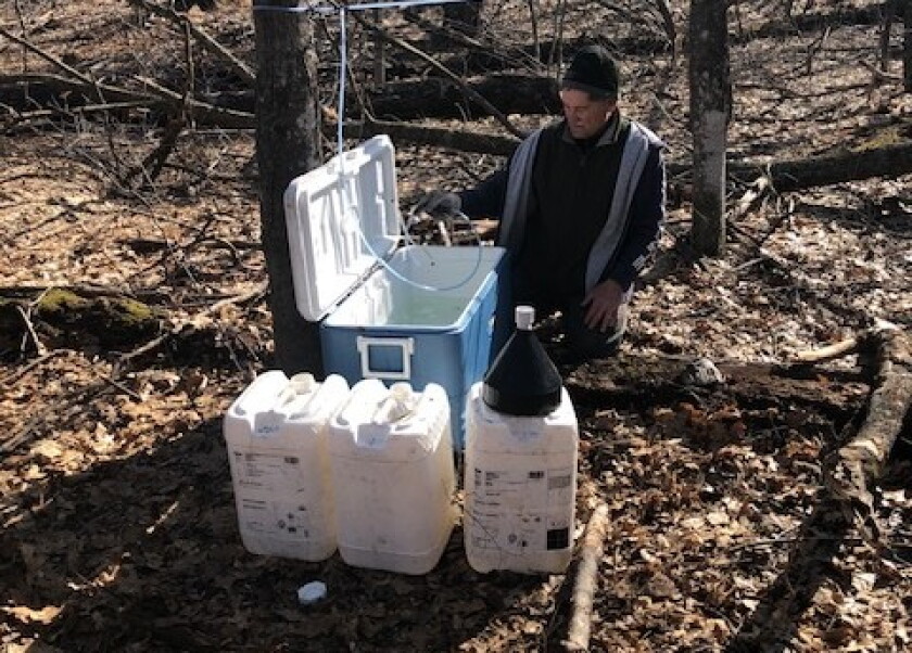 Red Maple Sap Ask the Master Naturalist: The time to tap for maple sap is near ...