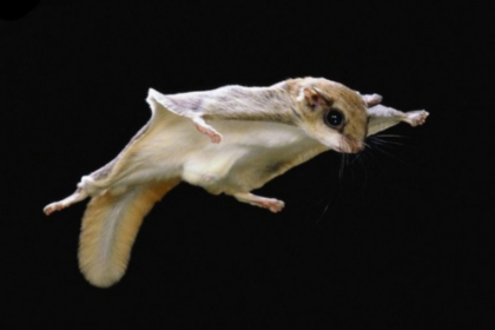 Surprise! Flying squirrels in Minnesota sometimes swoop down on bird