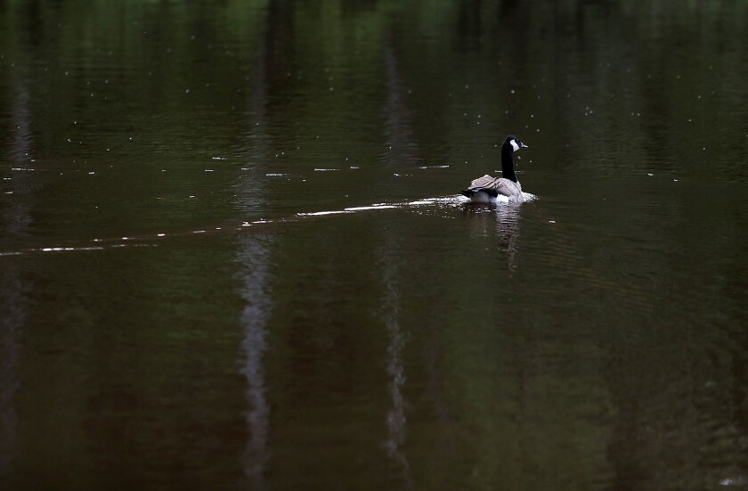 A lone goose swims in the St. Louis River off of Billings Park