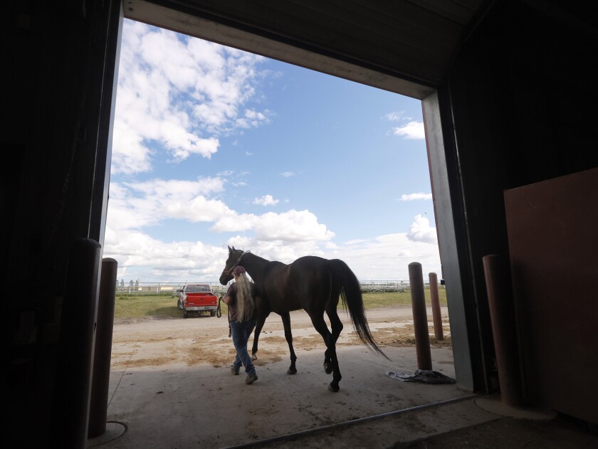 073022.N.FF.HORSETRAINER