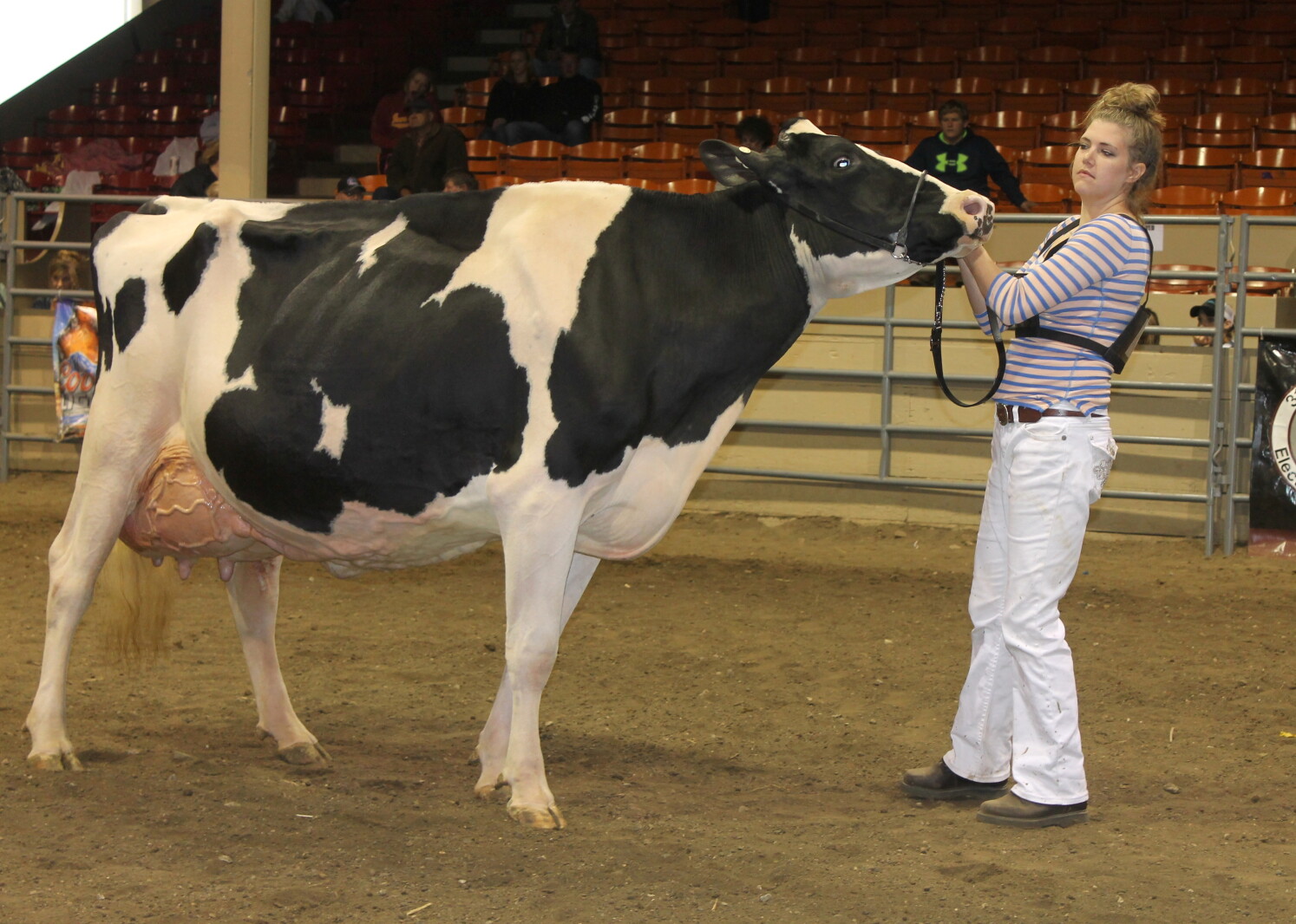 Cow Congress Position National Cattle Congress Fair - Post Bulletin | Rochester Minnesota ...