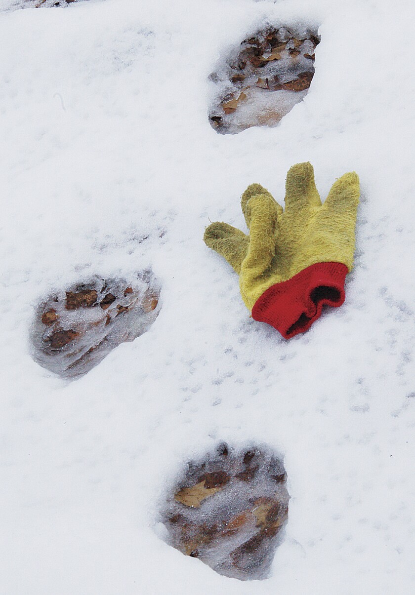 The author’s glove is placed next to a set of bear tracks in the early snowfall to indicate size. Larry Weber/Special to the Pine Journal
