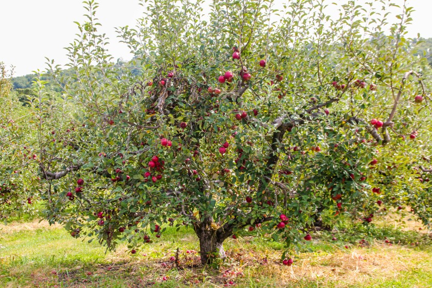 Ask the Master Gardener: You have options for growing apricot, cherry ...