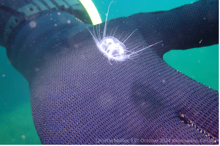 Invasive jellyfish.png