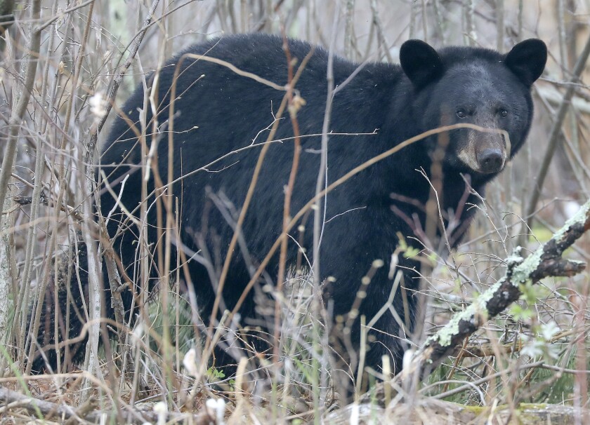 bear harvest up
