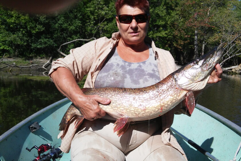 36 Inch Pike Trophy Room: Tammy Waldron releases 36-inch northern pike - Grand Forks ...