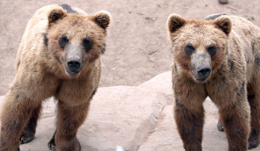 At the Lake Superior Zoo.