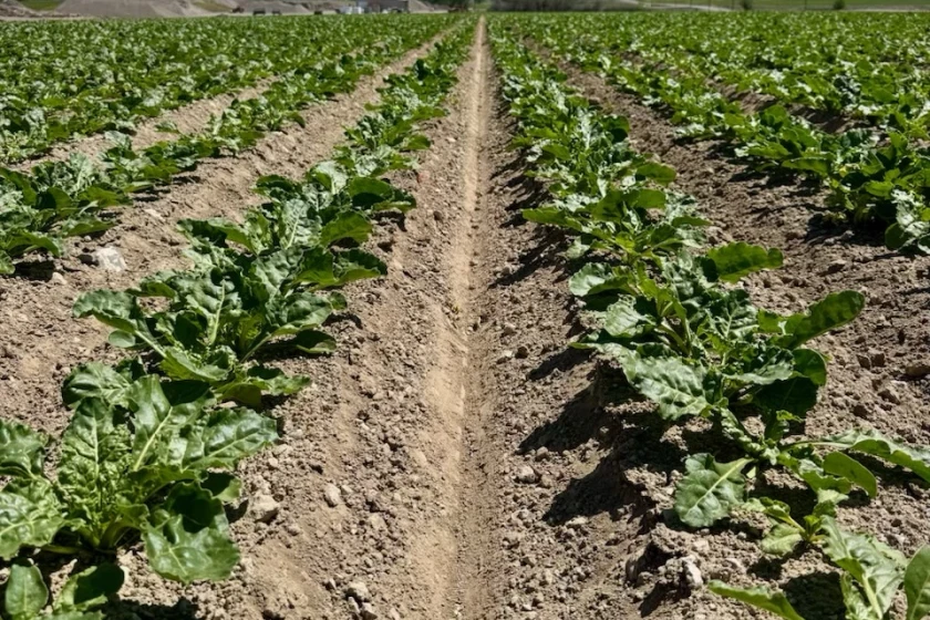 2026 sugarbeet planting marked by difficult weather conditions