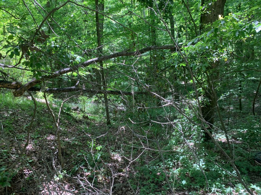 Local vegetation