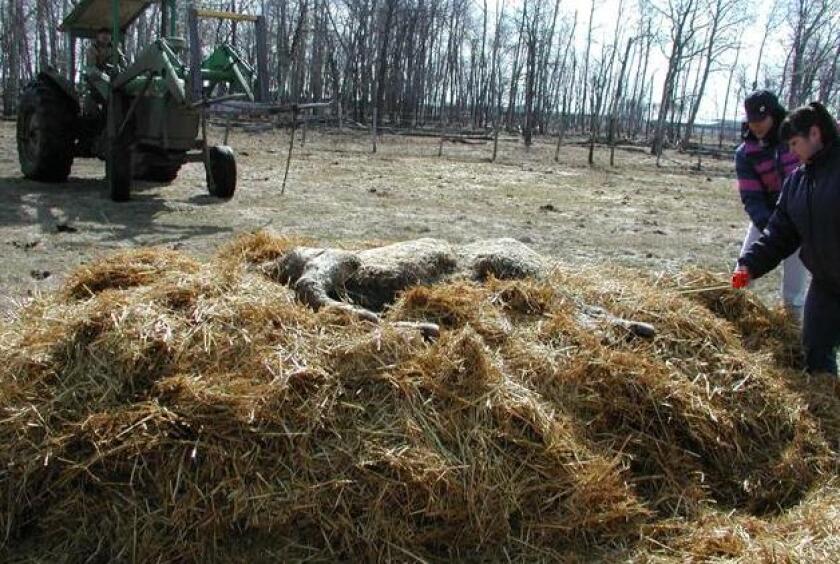 Photo depicts the composting pile procedure method of animal carcass disposal. Photo by Ying Chen, University of Manitoba - courtesy of North Dakota State University Extension Service.