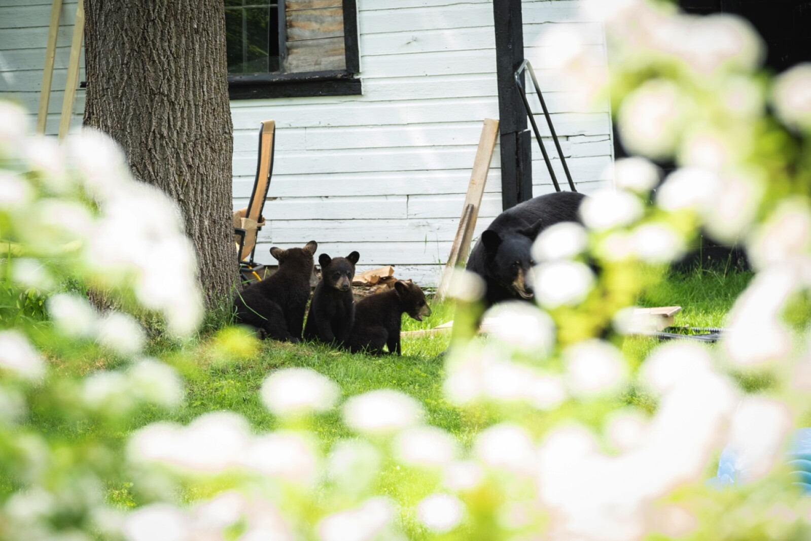 Brazen bears prompt cues for precautions in Cass County
