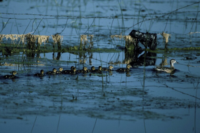 Ducks