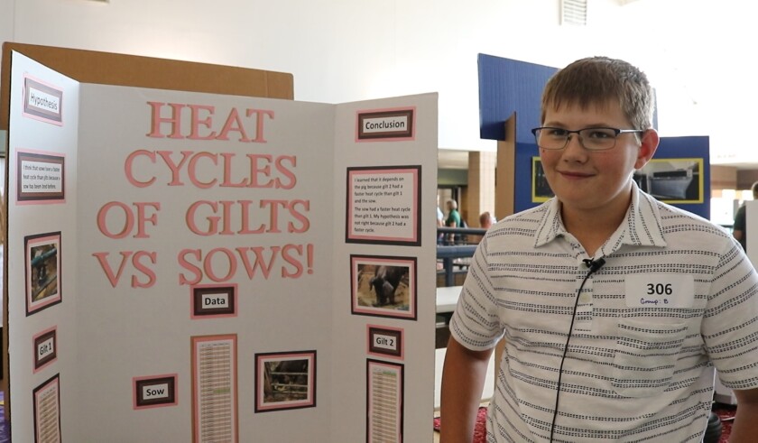 A boy in a white polo shirt with a striped design stands next to an educational display on swine heat cycles.