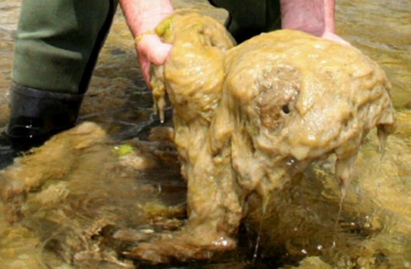 Didymo, also called rock snot, has been confirmed in the Poplar River on Minnesota's North Shore of Lake Superior. The cold water algae has devastated trout populations in other regions. Missouri Conservation Department photo.