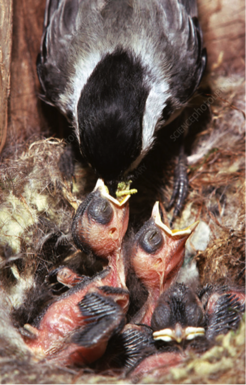 A bird in a nest.