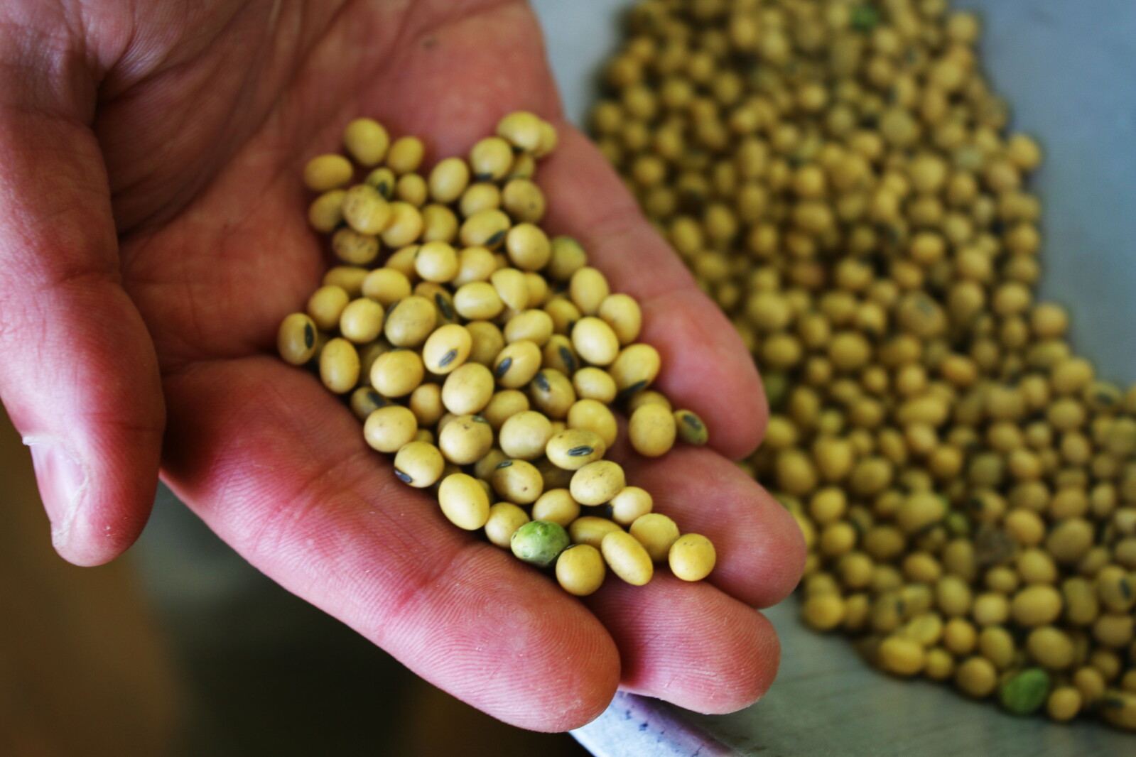 Planning for proposed Grand Forks soybean crushing plant infrastructure moves forward Planning for proposed Grand Forks soybean crushing plant infrastructure moves forward