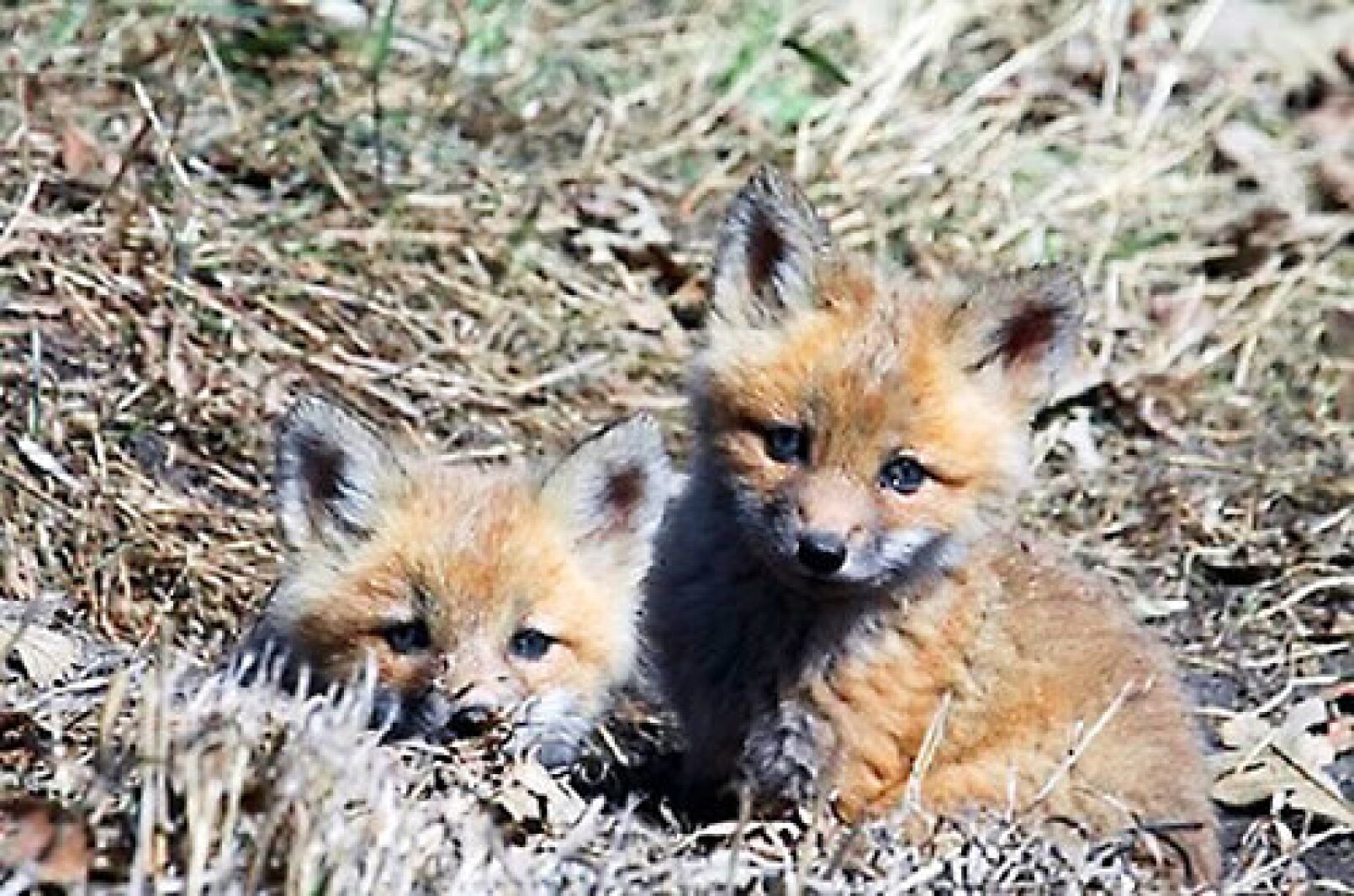 Fox Pup Photo of the Week - Fox pups - Alexandria Echo Press | News, weather ...