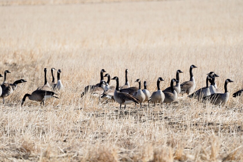 NDGF Canada geese.jpg