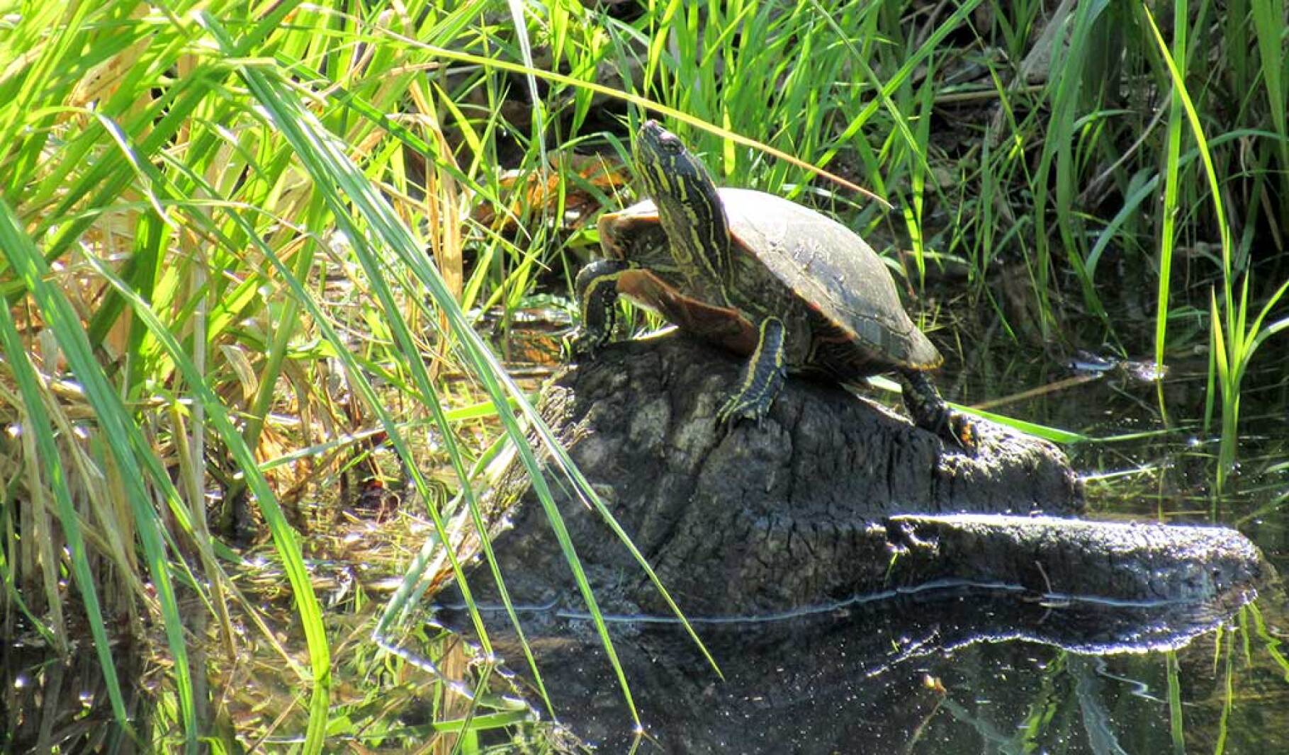 Nature: Turtle break - Brainerd Dispatch | News, weather, sports from ...