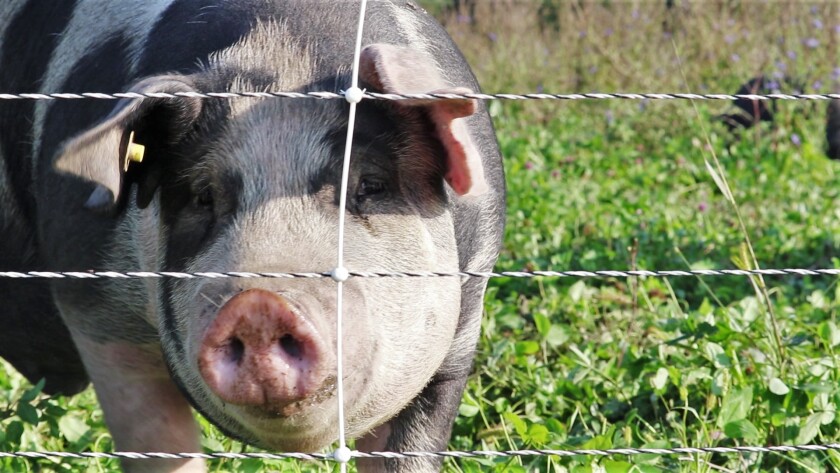 Pig fence.jpg