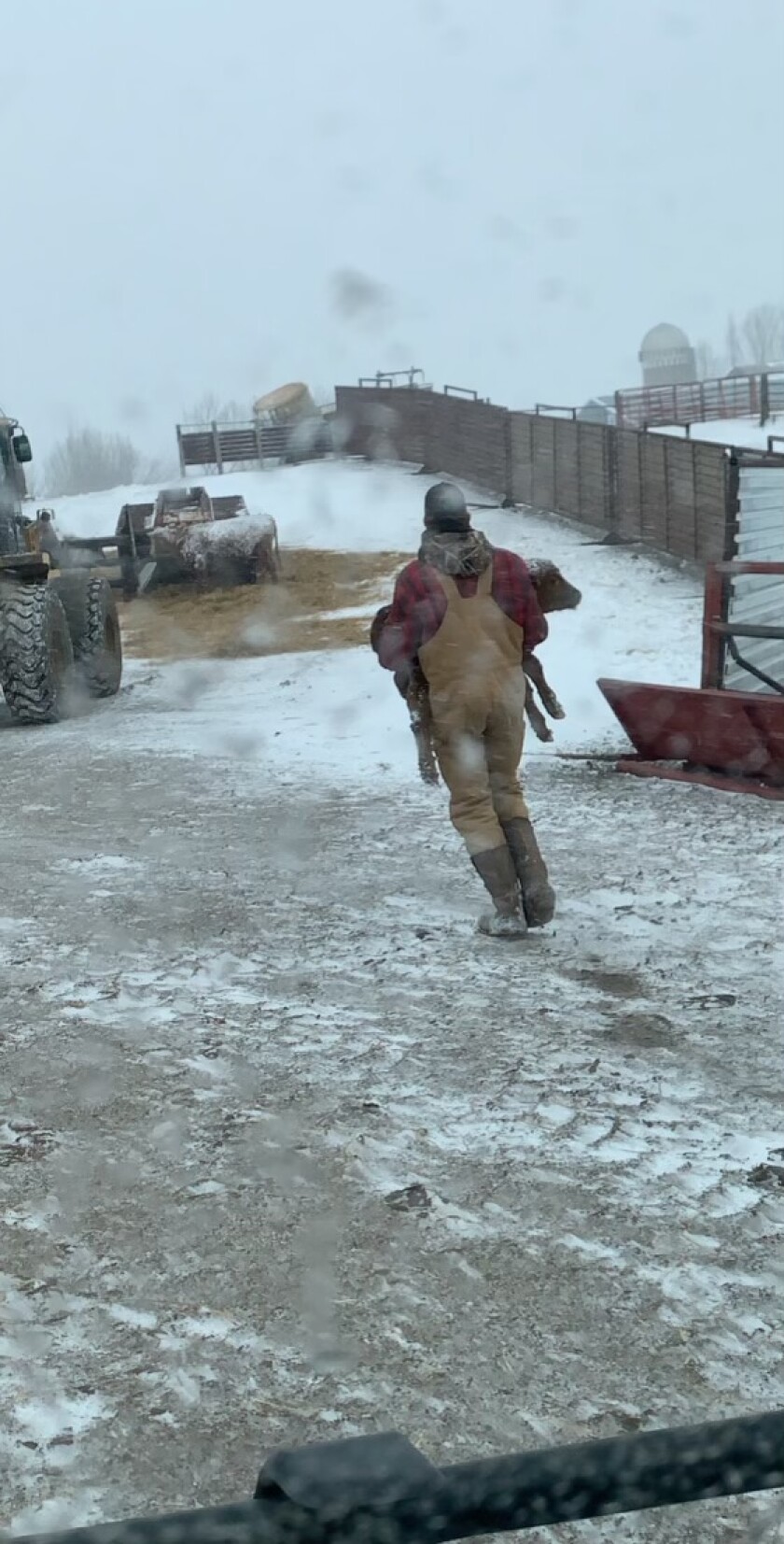 A man, who is carrying a red calf, is seen from the back. A tractor is on the left side of the frame. Snow-covered cows are in the distance.