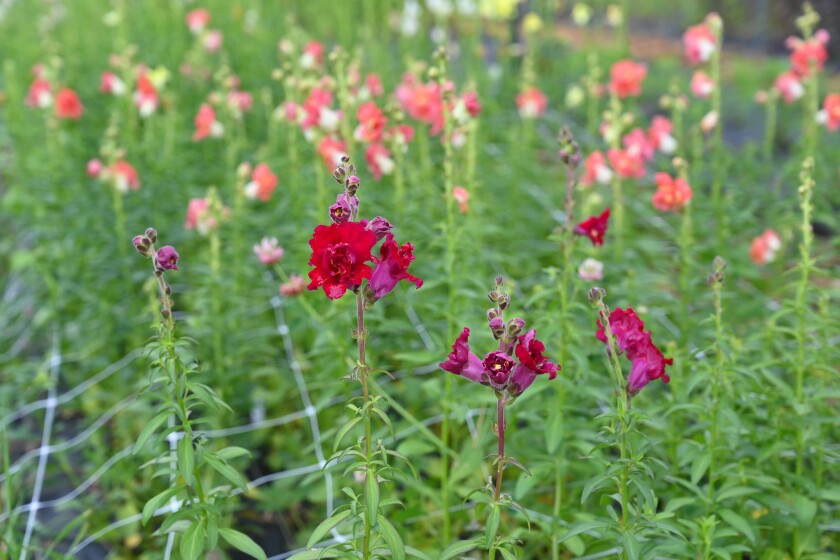 090219.N.BD.ProgressHawleyFlowerFarm10.jpg