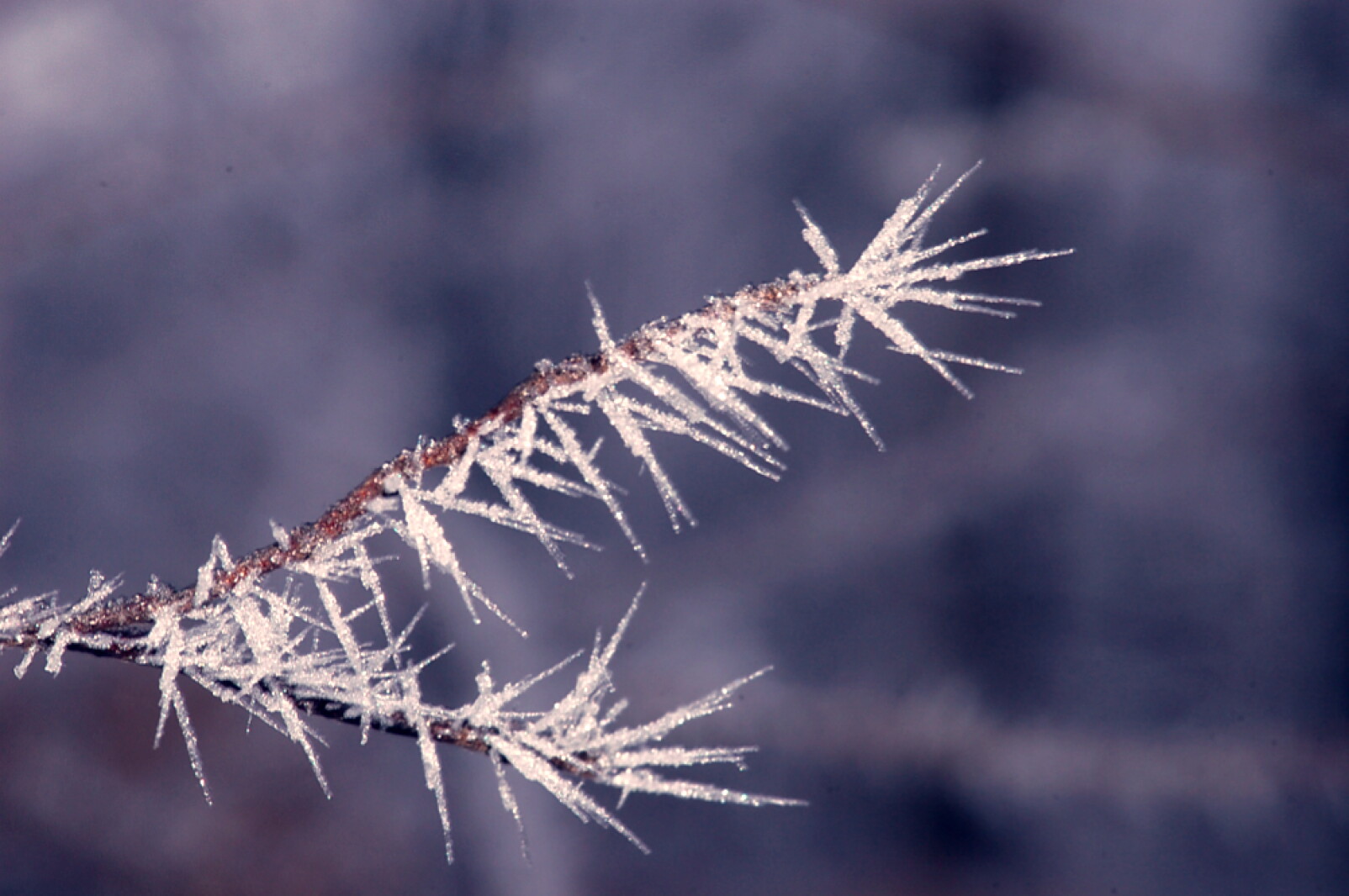 Rime Rope Northland Nature: February brings rime, rope - Cloquet Pine Journal ...