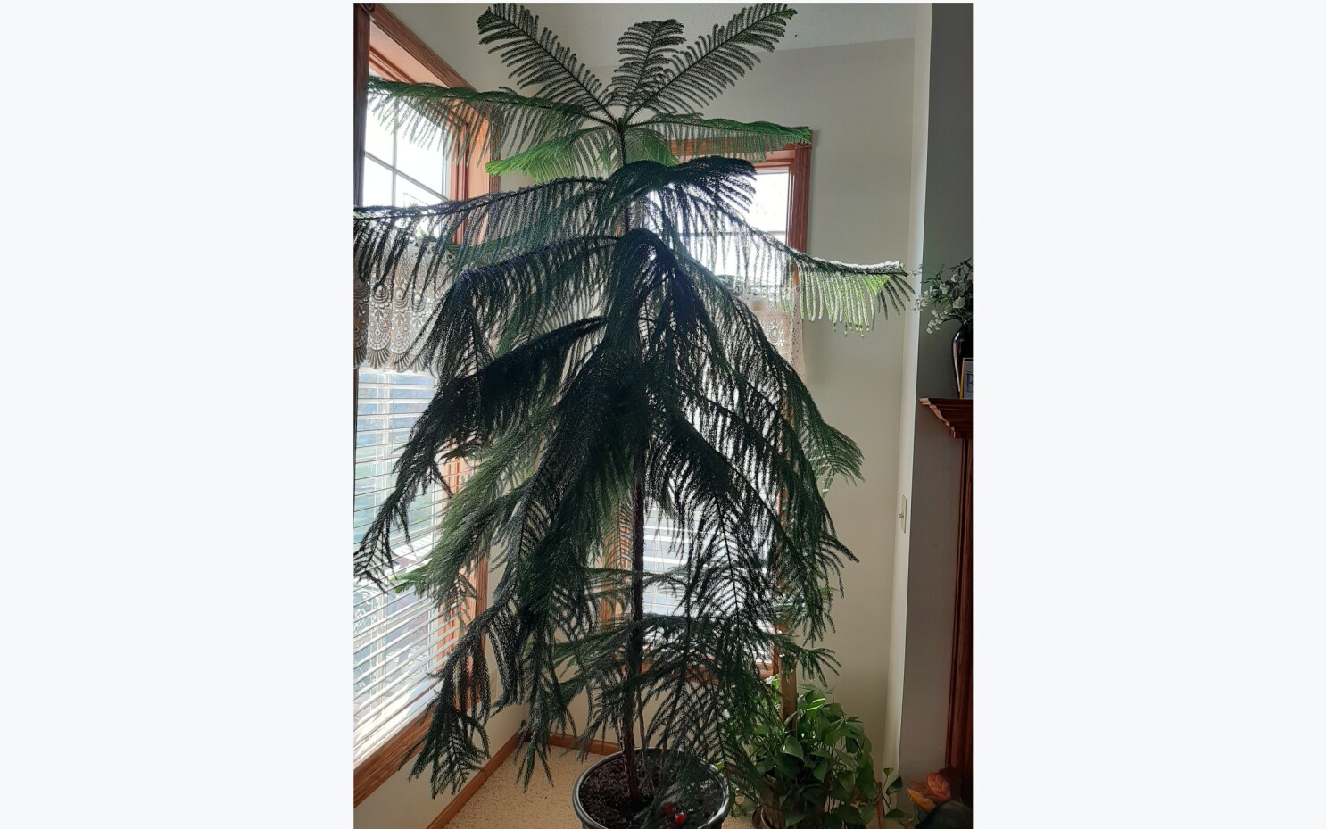 A Too Tall Indoor Pine Granular Fertilizer And Hedge Cutback Inforum Fargo Moorhead And West Fargo News Weather And Sports A Too Tall Indoor Pine Granular Fertilizer And Hedge Cutback Inforum Fargo Moorhead And West Fargo News Weather And Sports