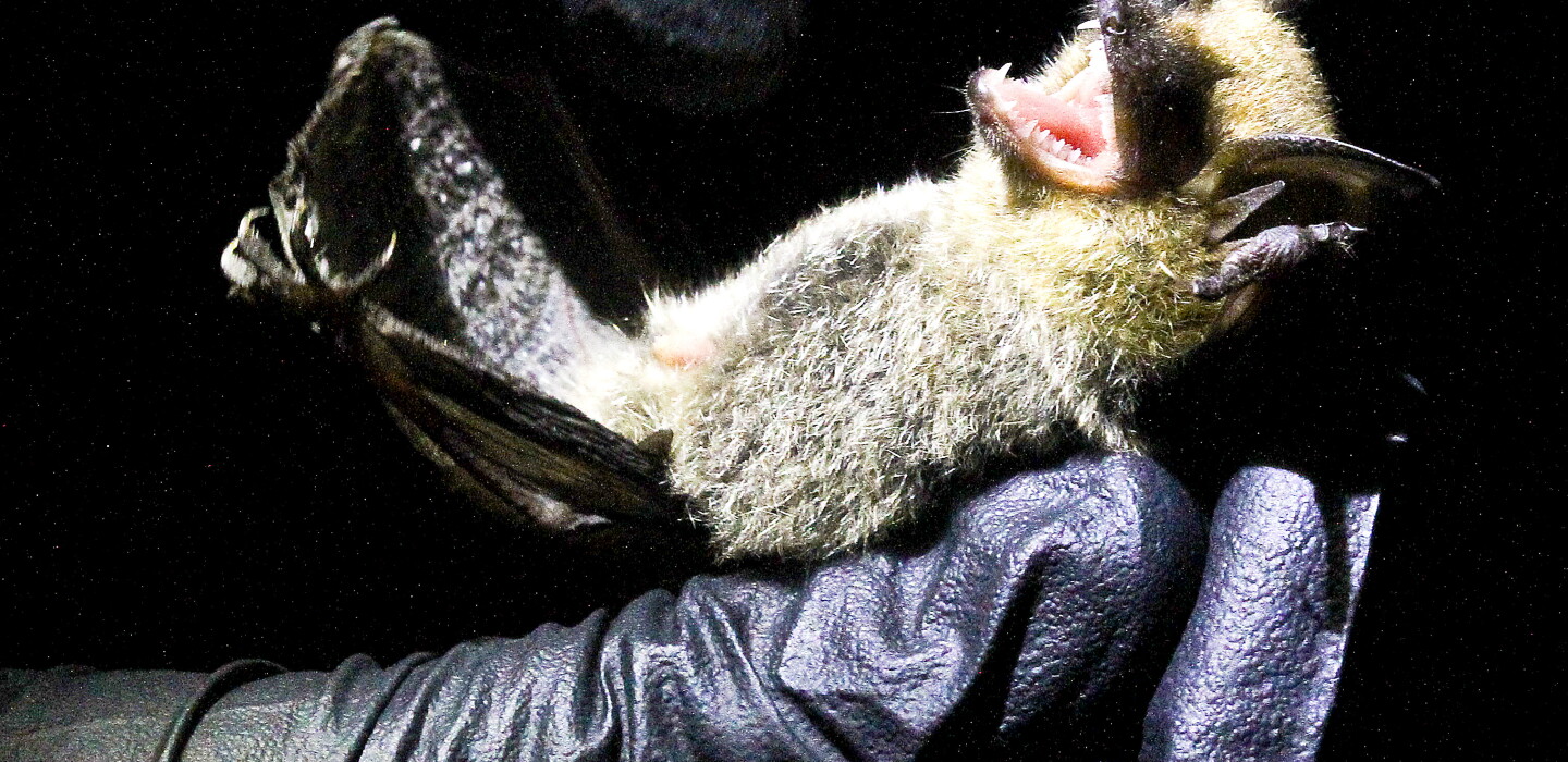 Long Eared Bat | Bridgy Gallery Long Eared Bat | Bridgy Gallery