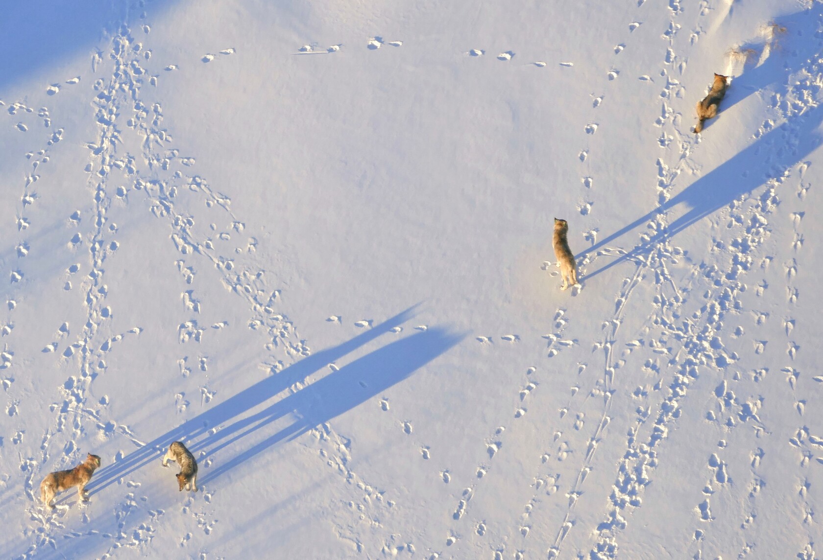 Michigan Tech biologist makes mark on Isle Royale wildlife - Duluth ...