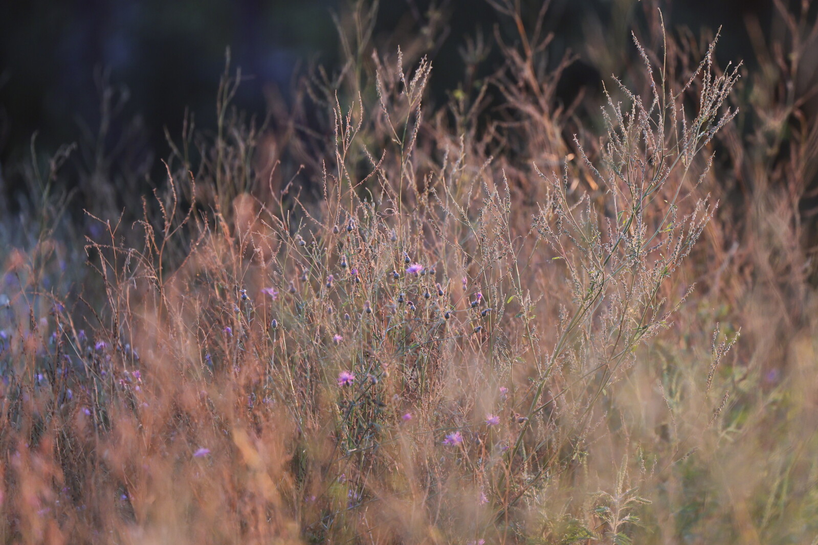 Photos: Northland experiencing drought conditions